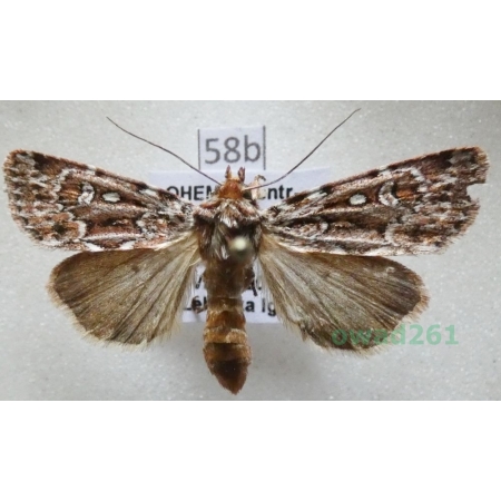 Lycophotia porphyrea (Denis & Schiffermüller, 1775) Czech58b